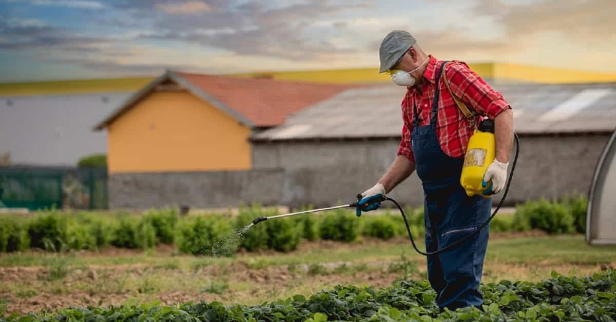 Farmer Spraying Roundup On Crops Stock Photo